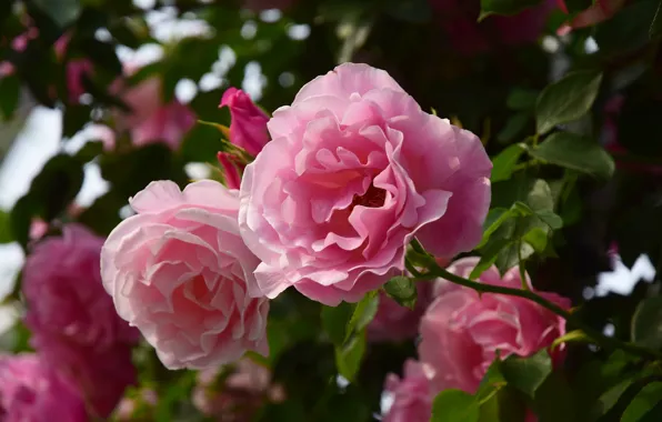 Picture leaves, flowers, roses, pink, bokeh, rose Bush