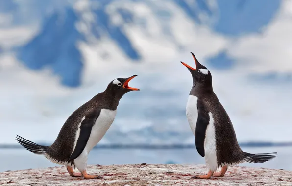 Bird, pair, Antarctica, gentoo penguin