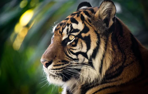 Face, tiger, portrait, profile, wild cat, bokeh