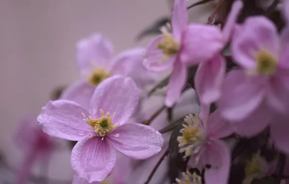 Macro, flowers, clematis, clematis