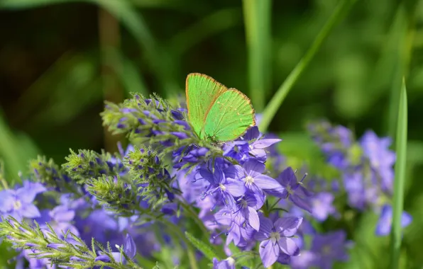 Picture Macro, Flowers, Spring, Butterfly, Flowers, Spring, Macro, Butterfly