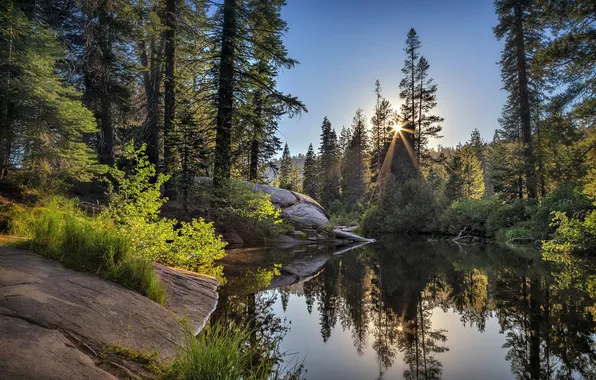Forest, landscape, lake