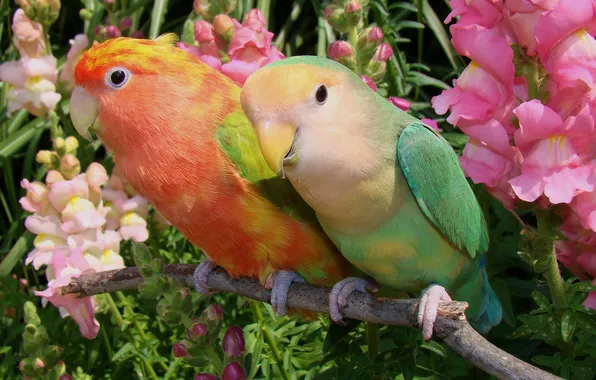 Flowers, parrots, a couple, lovebird