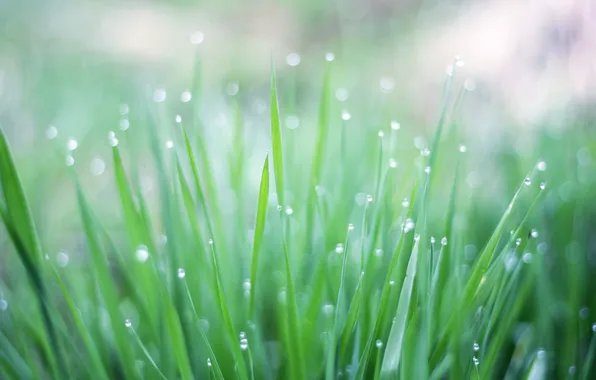 Picture greens, grass, drops, macro, light, Rosa, glare, rain
