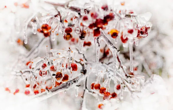 Nature, berries, ice