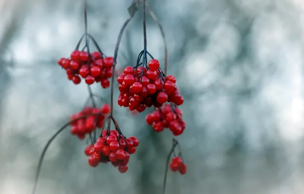 Autumn, nature, berries