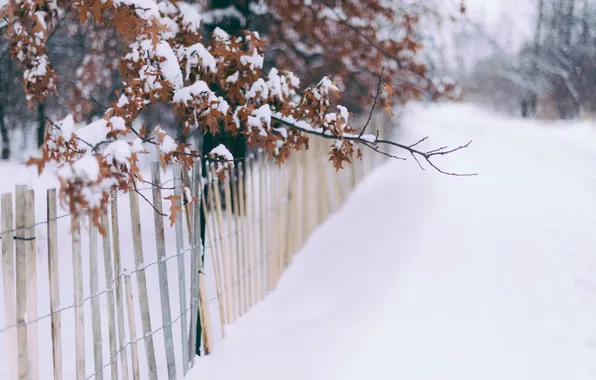 Leaves, snow, the fence