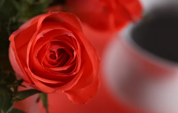 Flower, macro, petals, red rose