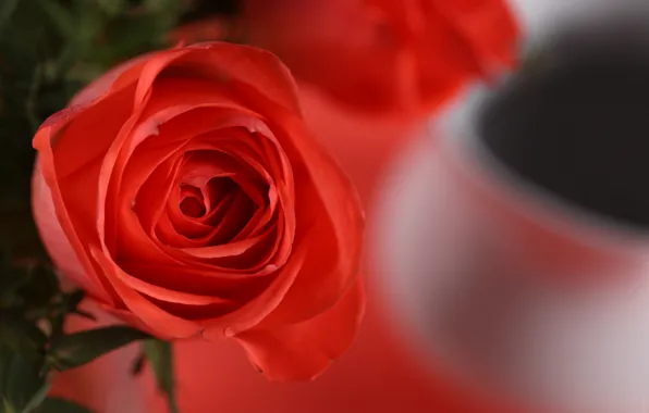 Macro, flowers, petals, red rose