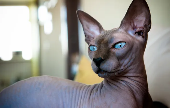 Cat, cat, look, pose, grey, portrait, blue eyes, face