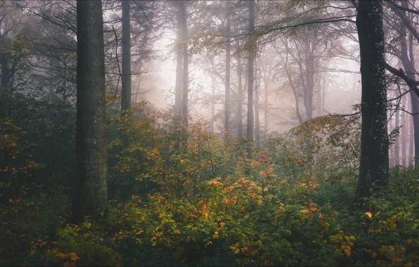 Autumn, forest, trees, branches, fog, thickets, trunks, foliage