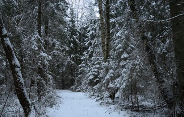 Winter, forest, snow, trees, nature, trail