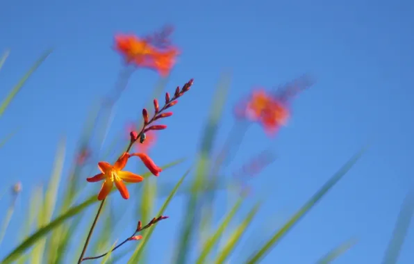 The sky, grass, flowers, plant