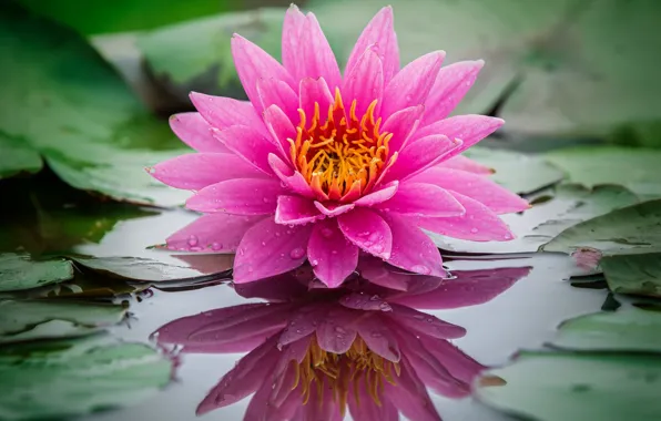 Water, reflection, pink, Nymphaeum, water Lily