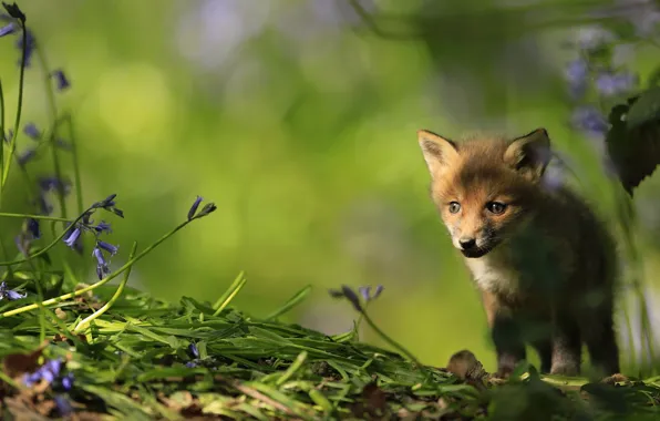 Greens, light, flowers, nature, baby, muzzle, Fox, bells