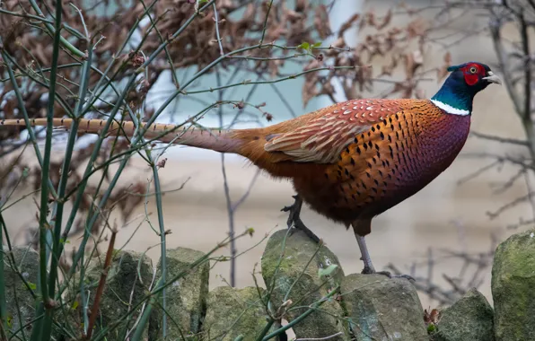 Branches, stones, bird, pheasant