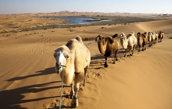 Sand, desert, camels, caravan