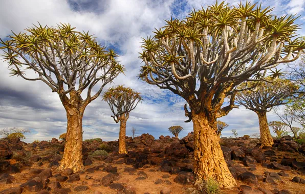 Picture Namibia, Quiver Tree, Keetmanshoop