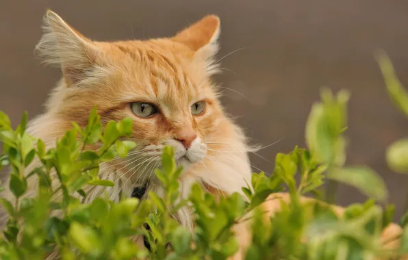 Picture cat, red, hiding