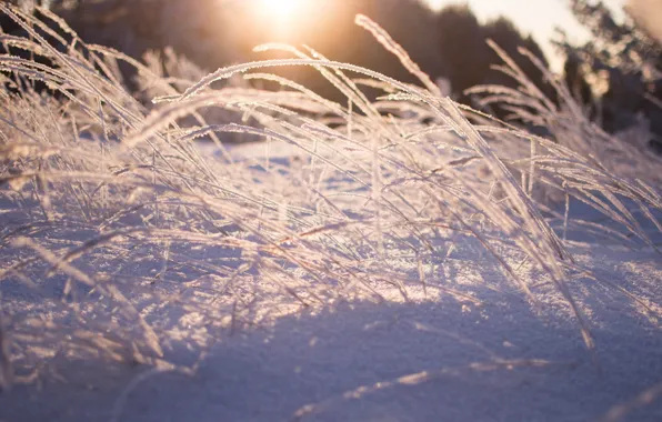 Winter, forest, grass, light, snow, trees, nature, The sun