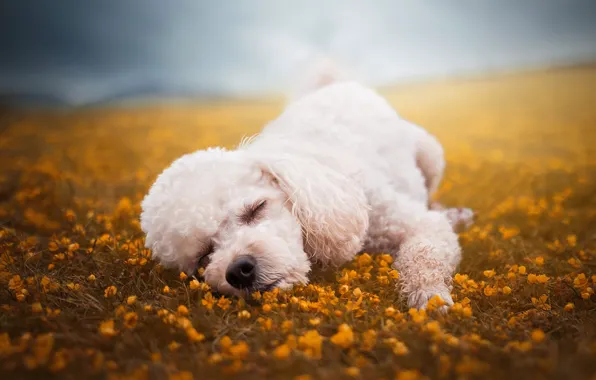 Flowers, glade, dog, sleeping, puppy, lies, face, poodle