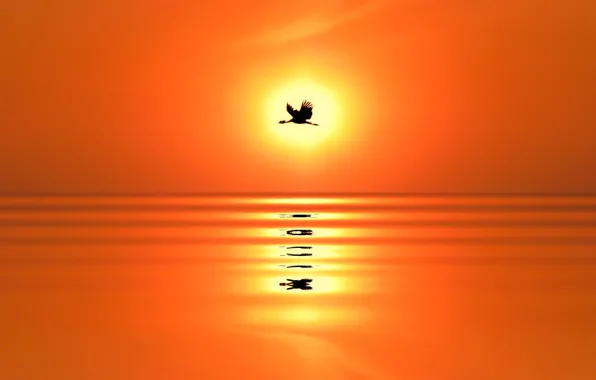 Sea, the sun, sunset, reflection, bird, silhouette, crane