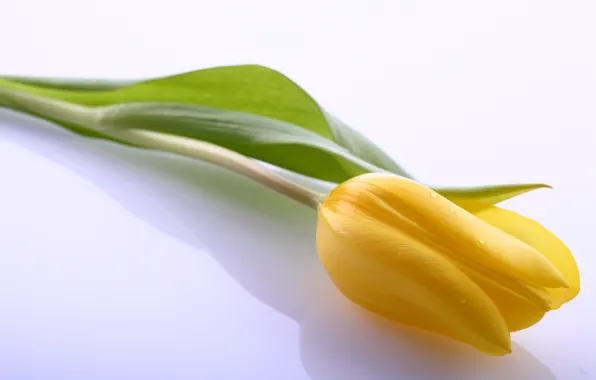 Picture leaves, flowers, bright, yellow, Tulip, beauty, light, petals