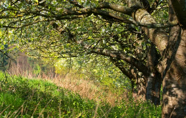 Wallpaper trees, flowers, Apple, light, nature, garden, grass, leaves