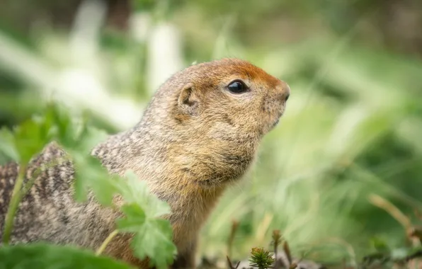 Gopher, bokeh, rodent, American long-tailed ground squirrel