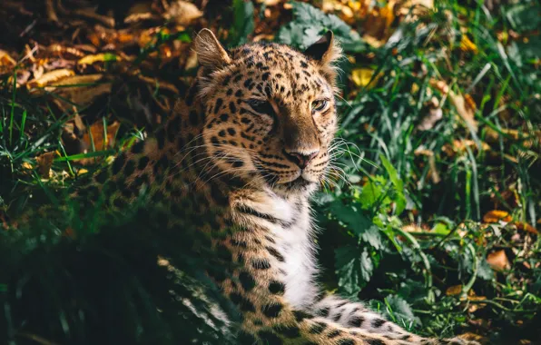 Picture face, predator, wild cat, the Amur leopard