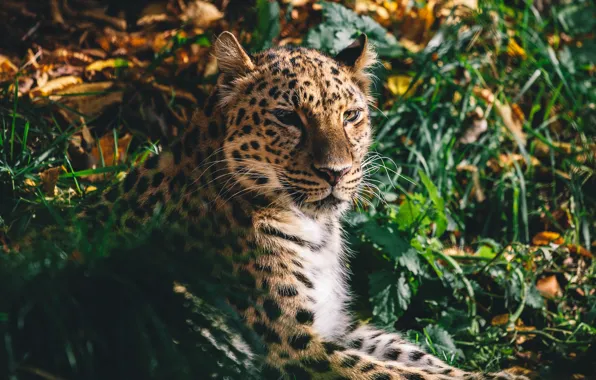 Face, predator, wild cat, the Amur leopard