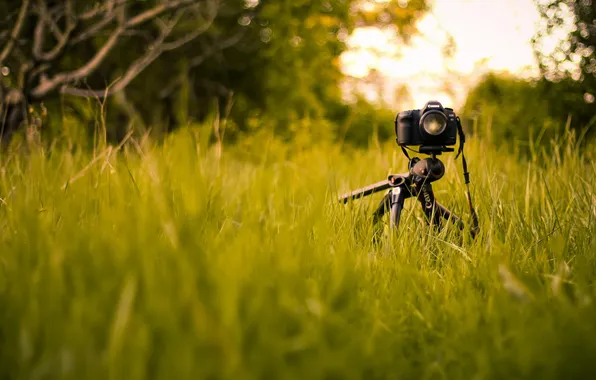 Grass, cameras, canon