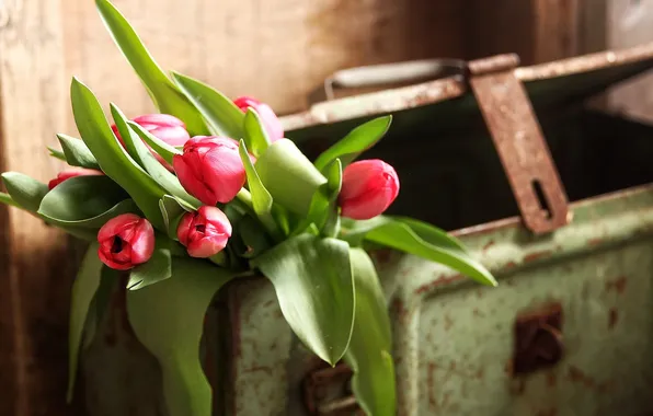 Picture flowers, tulips, box