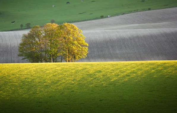 Picture field, trees, animal, hills, horse