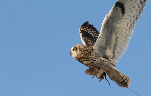 Picture the sky, flight, owl, bird, food, hunting, mining, rodent