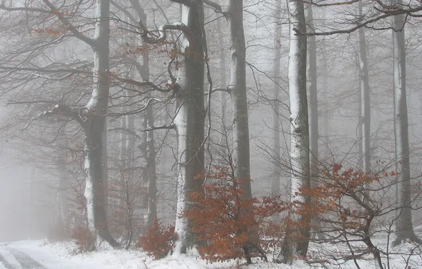 Picture winter, road, trees, landscape, nature, fog
