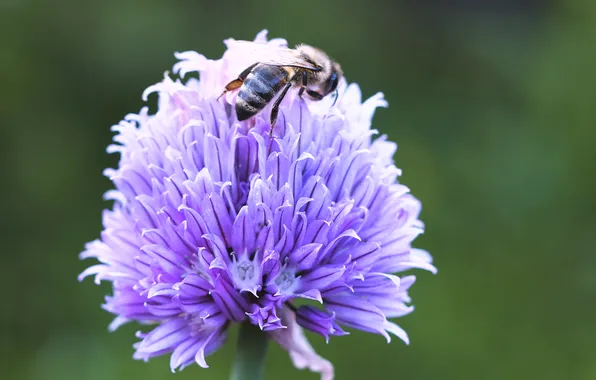 Flower, purple, violet, bee