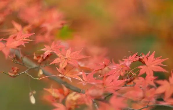 Autumn, leaves, branch, maple