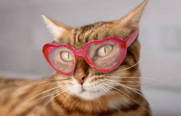 Cat, cat, look, pose, face
