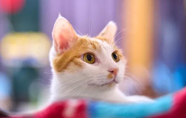 Cat, cat, look, face, pose, portrait, plaid, bokeh