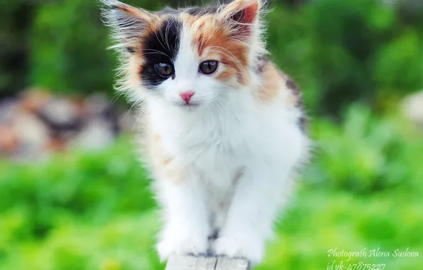 Picture kitty, spotted cat, tortoiseshell cat