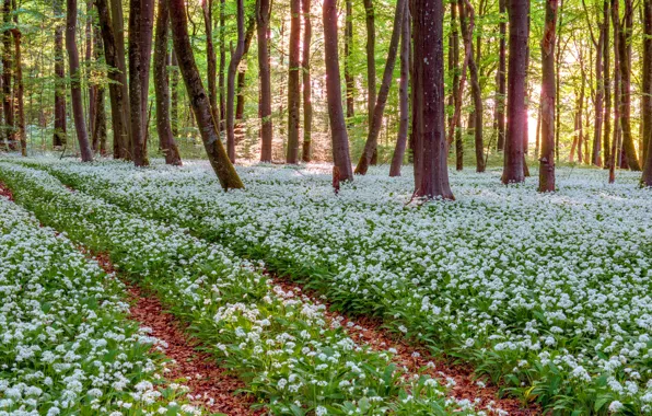 Forest, light, trees, flowers, thickets, glade, spring, track