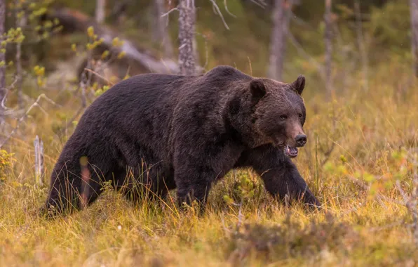 Picture autumn, forest, grass, look, nature, pose, bear, bear