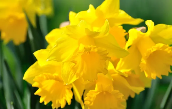 Picture petals, yellow, daffodils
