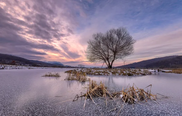 Winter, trees, lake
