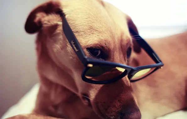 Picture LOOK, GLASSES, DOG, GLASSES