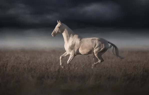 The storm, field, white, the sky, grass, look, light, clouds