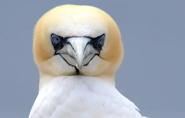 Picture bird, beak, white, the Northern Gannet