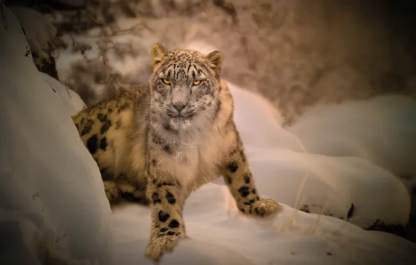 Picture winter, snow, IRBIS, snow leopard
