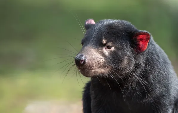 Picture Tasmanian devil, look, face, portrait